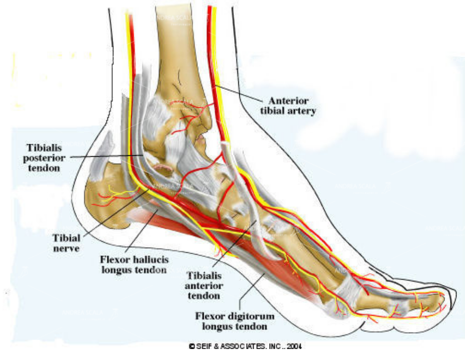 lesione neurologica nervo tibiale foto disegno tibial nerve