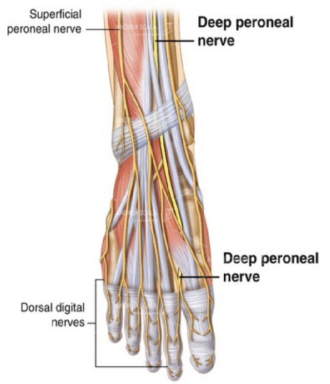 lesioni neurologiche perone profondo disegno