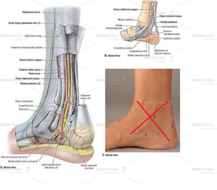 Non si accede alla caviglia per via mediale perché si dovrebbe tagliare il malleolo tibiale, sezionare il legamento deltoideo, spostare i tendini del compartimento mediale e passare accanto alla arteria tibiale e al nervo tibiale posteriore e ai suoi rami. 