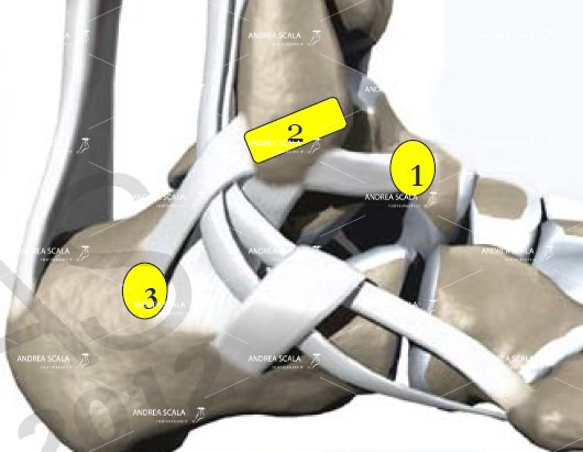 L’anatomia dei legamenti della caviglia