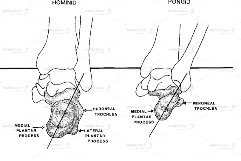 Lo schema mostra la differenza tra il piede umano e il piede dello scimpanze.