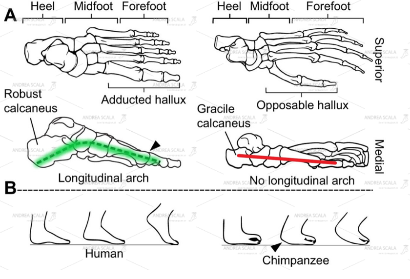 Lo schema mostra le differenze tra il piede dello scimpanze e quelle della specie umana.