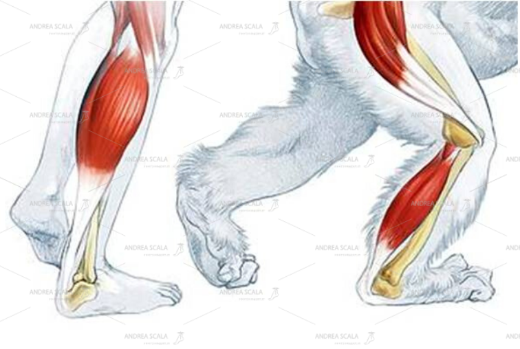 Lo schema mostra che l’arto inferiore umano è più esteso. Il tendine d’Achille e i muscoli del polpaccio sono più sviluppati