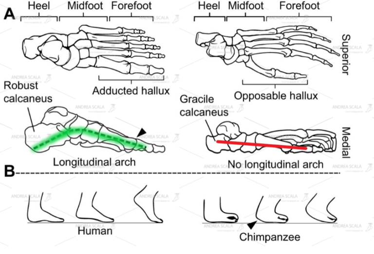 Lo schema mostra le differenze tra il piede dello scimpanze e quelle della specie umana