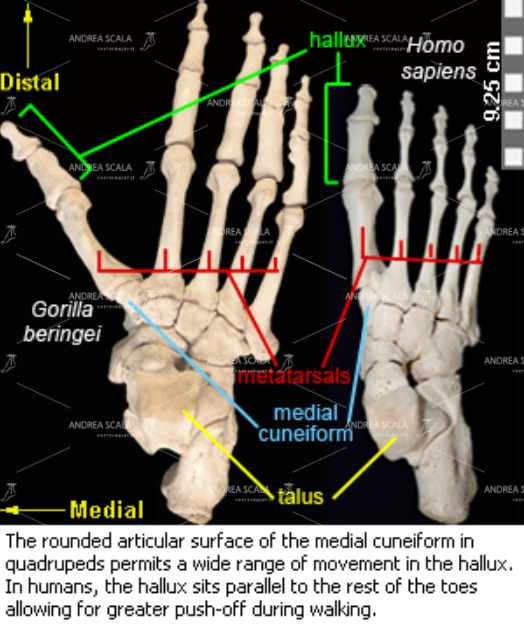 confronto tra lo scheletro del piede della specie umana e il piede dello scimpanze