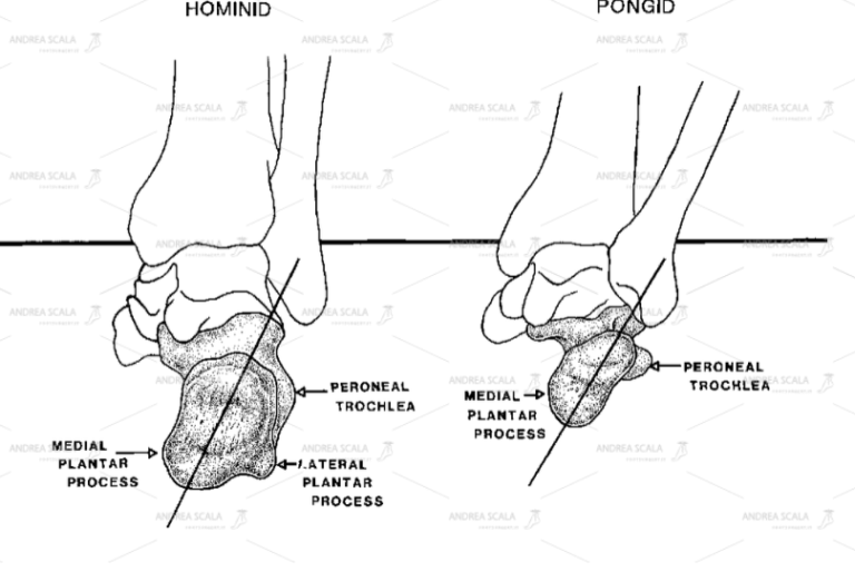 schema differenza tra il piede umano e il piede dello scimpanze