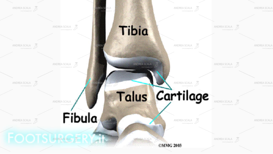 Schema anatomia caviglia : la cartilagine
