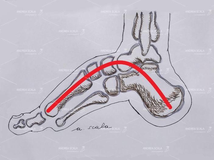 Il disegno mostra che l’arco del piede è molto pronunciato.