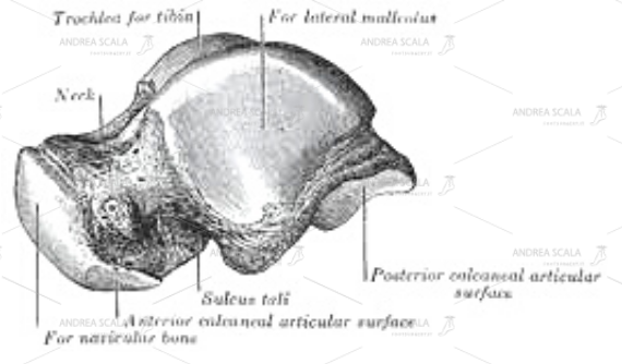 la parte inferiore dell’astragalo si articola al calcagno.