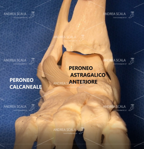 La foto rappresenta i legamenti che garantiscono la stabilità della caviglia: PERONEO ASTRAGALICO ANTERIORE e PERONEO CALCANEALE.