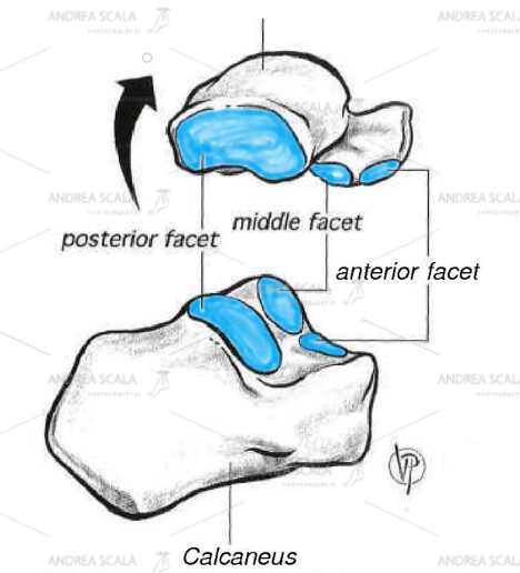 calcaneal-anatomy-sub-talar-1.jpg